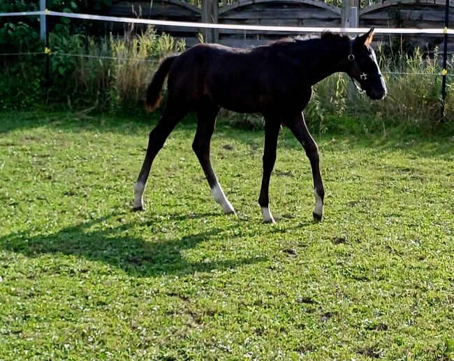 Hannoveraner Hengstfohlen von Fürst Bellisaro, M.A, Horses For Sale, Schiffdorf , Image 6