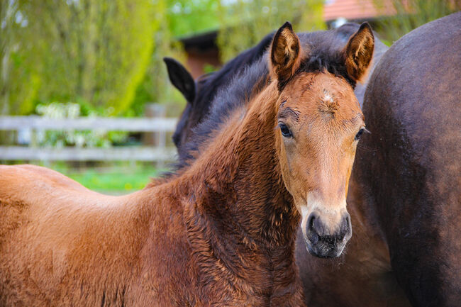 Hannoveraner Hengstfohlen von Segantini x D-Online (De Niro), Swantje Schröter, Horses For Sale, Neu-Eichenberg, Image 5