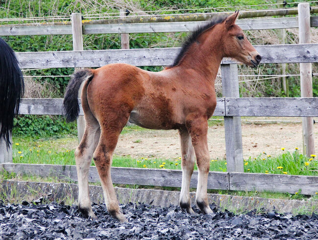 Hannoveraner Hengstfohlen von Segantini x D-Online (De Niro), Swantje Schröter, Horses For Sale, Neu-Eichenberg, Image 6