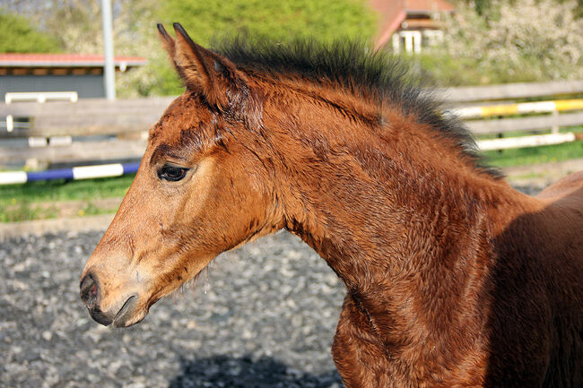 Hannoveraner Hengstfohlen von Segantini x D-Online (De Niro), Swantje Schröter, Horses For Sale, Neu-Eichenberg, Image 9