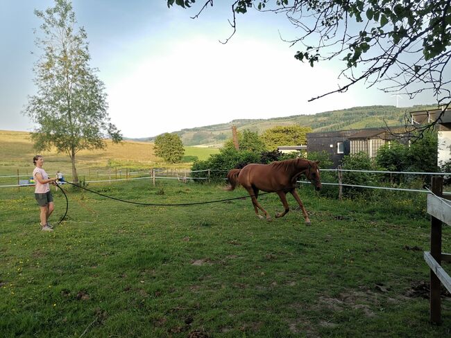 Hannoveraner Wallach (4Jahre), Anni, Horses For Sale, Herscheid, Image 7
