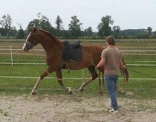 Hannoveraner Wallach abstammend von In my Mind x Depardieu, Pferdevermittlung Leus (Pferdevermittlung Leus ), Horses For Sale, Indersdorf, Image 2