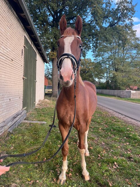 Hannoveraner Wallach abstammend von In my Mind x Depardieu, Pferdevermittlung Leus (Pferdevermittlung Leus ), Horses For Sale, Indersdorf, Image 3