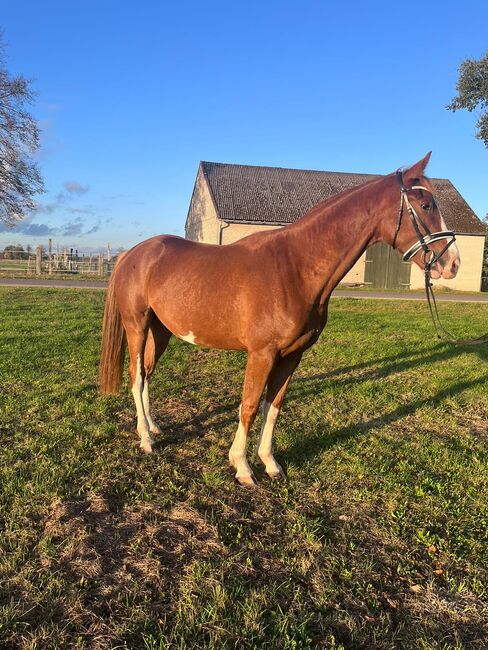 Hannoveraner Wallach abstammend von In my Mind x Depardieu, Pferdevermittlung Leus (Pferdevermittlung Leus ), Horses For Sale, Indersdorf, Image 4