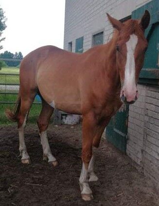 Hannoveraner Wallach abstammend von In my Mind x Depardieu, Pferdevermittlung Leus (Pferdevermittlung Leus ), Horses For Sale, Trebel, Image 3