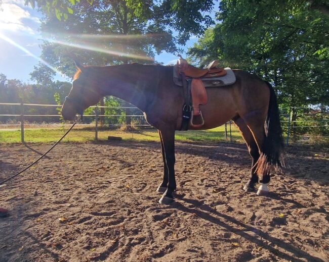 Hannoveraner Wallach, Britta , Horses For Sale, Maasen, Image 18