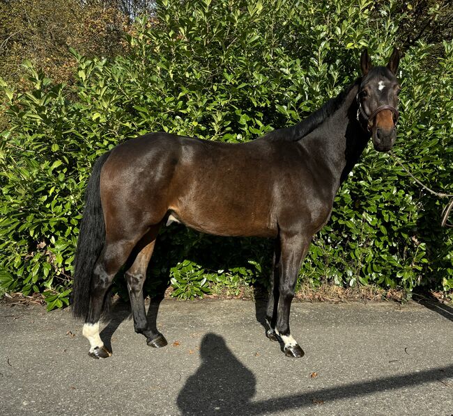 Hannoveraner Wallach springen Dressur Freizeit, Wiebke Bera , Horses For Sale, Murg, Image 3