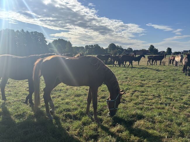 Hannoveraner, Fabian Laumann, Horses For Sale, Knesebeck 