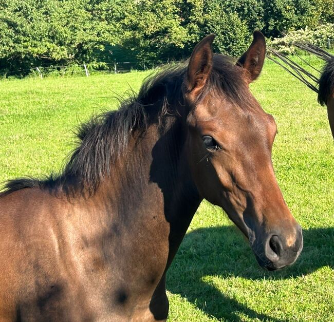 Hannoveraner, Michaela aldag, Horses For Sale, Rolfshagen, Image 3