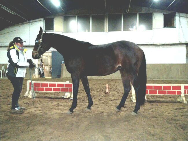 Hannoveraner Stute 2j., Rapanzl , Horses For Sale, Langlingen, Image 3