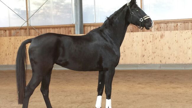 Hannoveraner Stute, geb 19.04.2012, Michaela Riegler , Horses For Sale, Saulburg