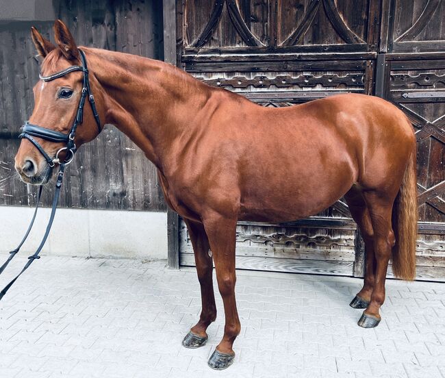 Hannoveraner Stute – elegante Partnerin für Dressur & Zucht, Samantha Wiry, Horses For Sale, Dettenheim, Image 3