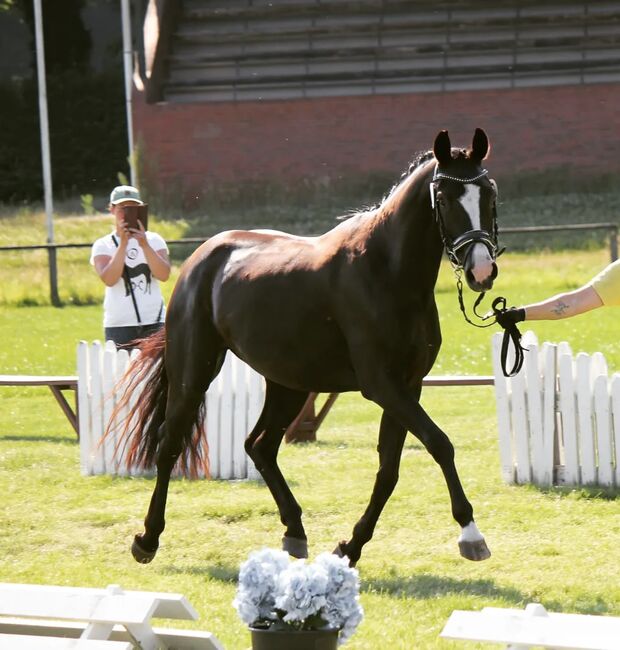 Hannoveranerstute, M.A, Horses For Sale, Schiffdorf , Image 4