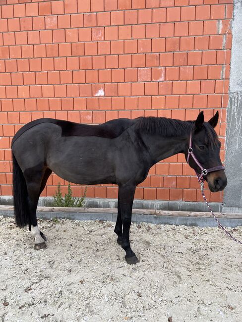 Hannoveraner Stute, Sabrina, Horses For Sale, Wolfsburg