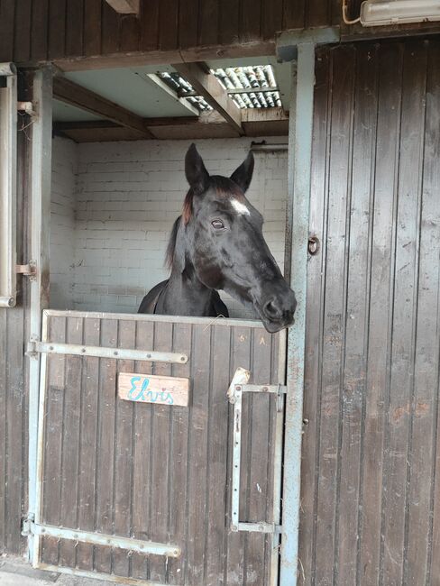 Hannoveraner Stute sucht mitreiter, Lauts, Horse Sharing, Delmenhorst 