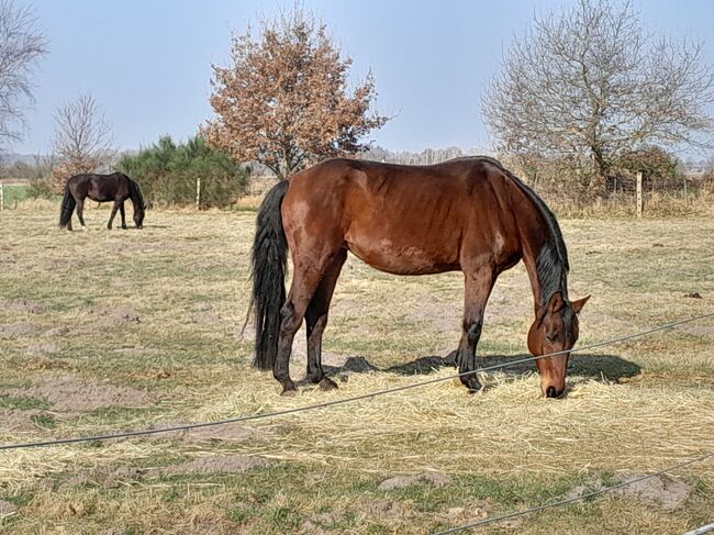 Hannoveranerstuten, Kleinschmidt , Horses For Sale, Weinbach, Image 4