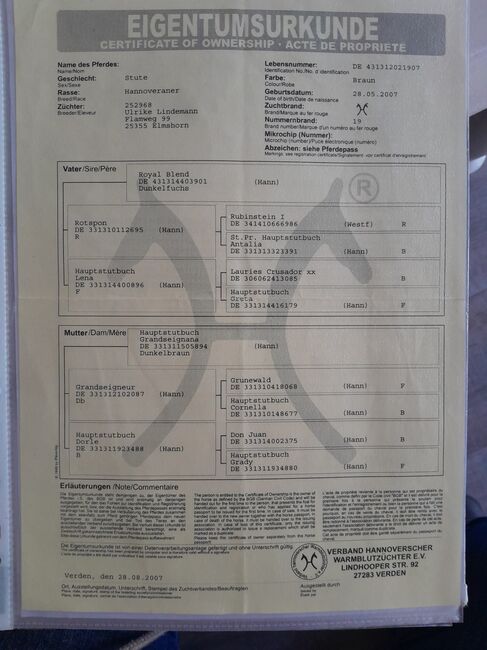 Hannoveranerstuten, Kleinschmidt , Horses For Sale, Weinbach, Image 2