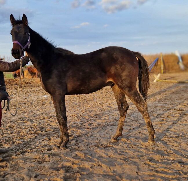 Hannoveraner Absetzer abstammend von Comme Prevu x Landor S, Pferdevermittlung Leus, Horses For Sale, Magdeburg, Image 2