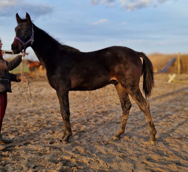 Hannoveraner Absetzer abstammend von Comme Prevu x Landor S, Pferdevermittlung Leus, Horses For Sale, Magdeburg, Image 3