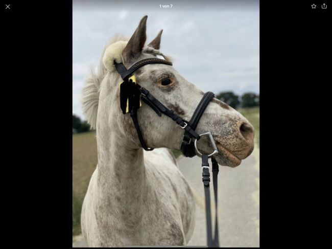 Hans Melzer Trense Pony, Hans Melzer Trense pony , Nicole , Bridles & Headstalls, Neuss 