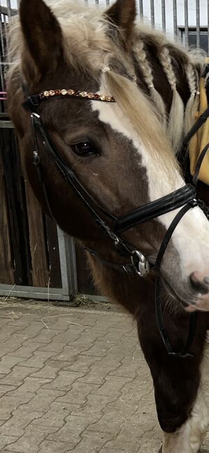 Hans Melzer Trense XFull, Hans Melzer  Trense Wiesbaden , Vanessa , Bridles & Headstalls, Wassertrüdingen, Image 4