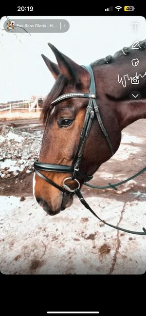 Hans Melzer Trense XFull, Hans Melzer  Trense Wiesbaden , Vanessa , Bridles & Headstalls, Wassertrüdingen