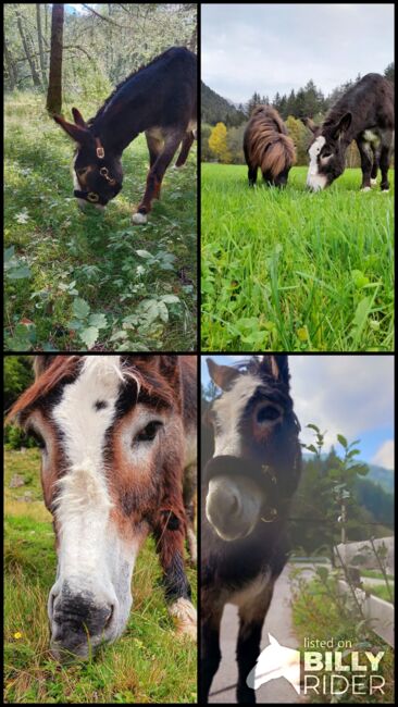 Herzensesel, Gustl, Horses For Sale, Brennero, Image 7