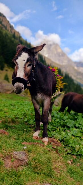 Herzensesel, Gustl, Horses For Sale, Brennero, Image 4