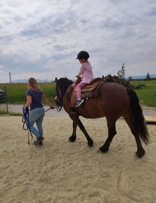 Herzenspferd, Lisa, Horses For Sale, Steyr, Image 6