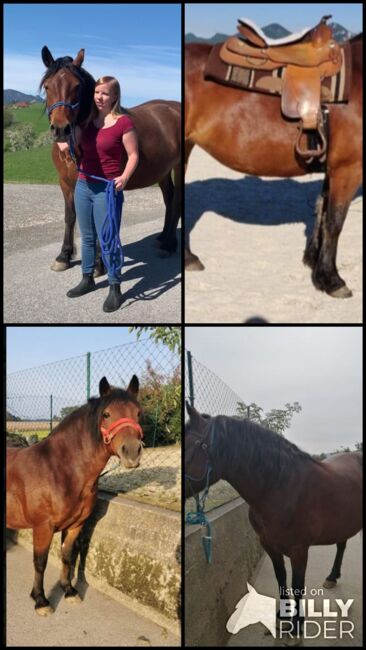 Herzenspferd, Lisa, Horses For Sale, Steyr, Image 8