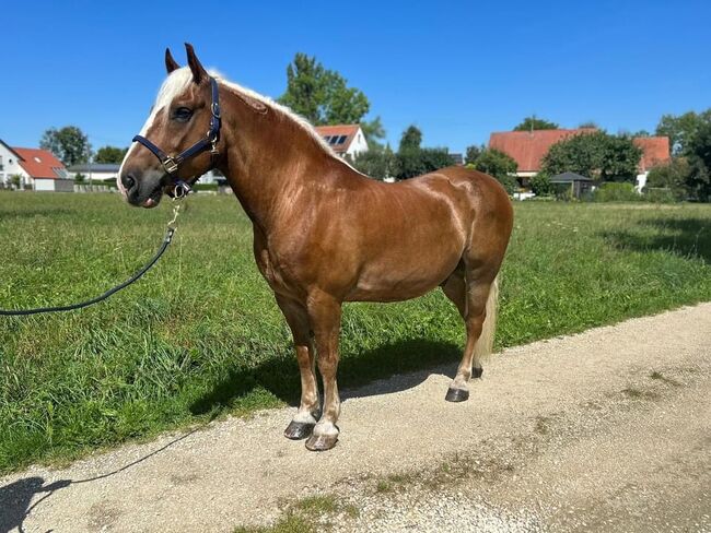 Herzbube auf der Suche nach einem neuen Zuhause, Sport- und Freizeitpferde Fuchs, Horses For Sale, Ellgau, Image 6