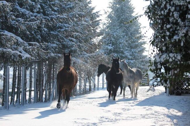 Haus oder komplette Hofanlage in UNGARN, Pet, Equestrian Properties, Kirchschlag