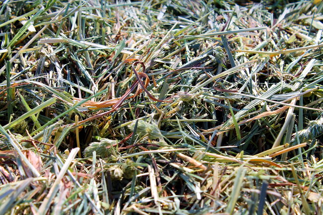 Heu Rundballen Heuballen 1 Schnitt Pferd Pferdeheu Heurundballen, Timo Kemmer, Hay & Straw, Hessenaue