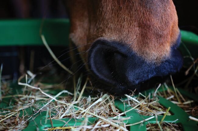 Haygain Forager - Slow Feeder (neu) - Direkt ab Lager!, Haygain Forager, Horsefriend Products - Pferdeboxen und Zaun (Horsefriend Products - Pferdeboxen, Zaun und Stalleinrichtungen), Hay & Straw, Steinfurt, Image 4