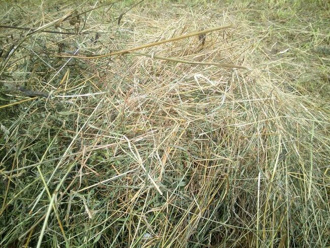 Heulage - Gärheu - Silage, Hannes T., Hay & Straw, Mühldorf, Image 2