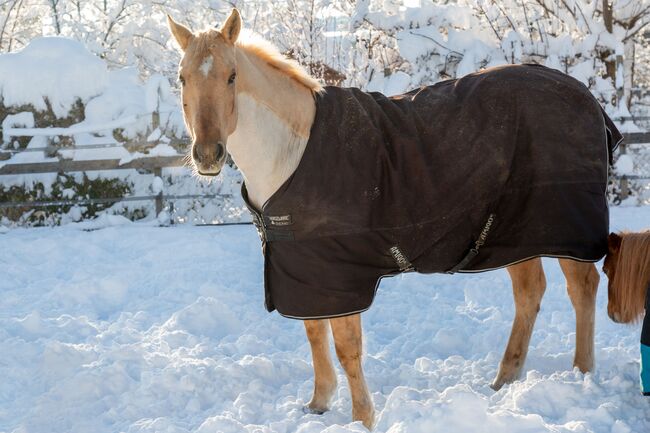 Herzenspferd abzugeben, Alexandra , Horses For Sale, Lustenau , Image 10