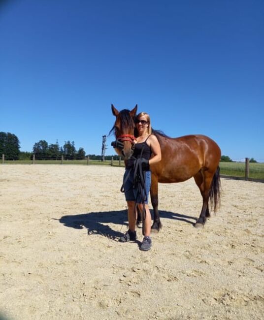 Herzenspferd, Lisa, Horses For Sale, Steyr, Image 5