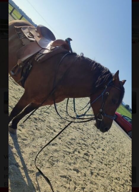 Herzenspferd, Lisa, Horses For Sale, Steyr, Image 7