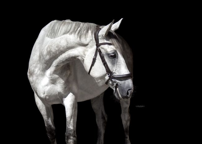 Herzenspferd sucht Bestplatz, Beate Reutz-Lemmerer, Horses For Sale, Satteins, Image 2