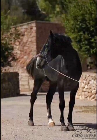 Heartbreaker - PRE Hengst - 2021 - ca. 1.66 m - angeritten, Thomas Adams (Caballos PRE), Pferd kaufen, Bell, Abbildung 6