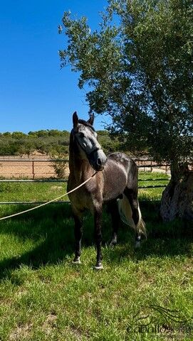 Heartbreaker - PRE Hengst - 2021 - ca. 1.66 m - angeritten, Thomas Adams (Caballos PRE), Pferd kaufen, Bell, Abbildung 2