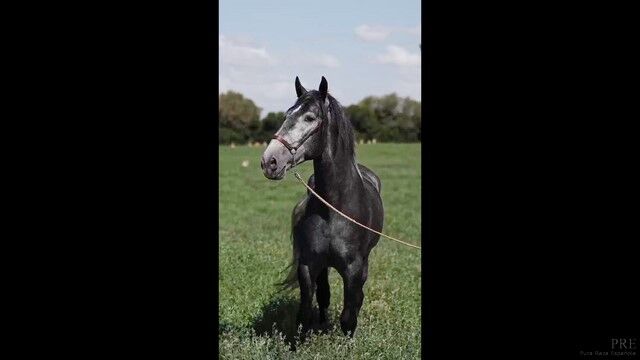 Heartbreaker - PRE Hengst - 2021 - ca. 1.66 m - angeritten, Thomas Adams (Caballos PRE), Pferd kaufen, Bell, Abbildung 5