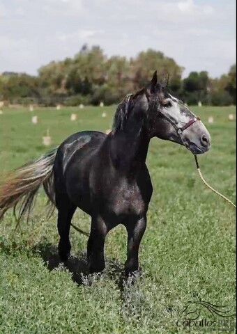 Heartbreaker - PRE Hengst - 2021 - ca. 1.66 m - angeritten, Thomas Adams (Caballos PRE), Pferd kaufen, Bell, Abbildung 7