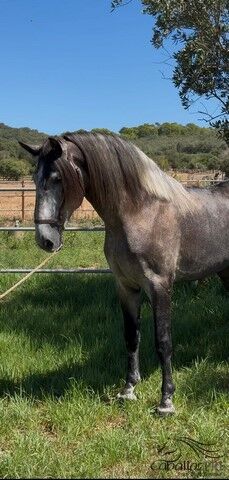 Heartbreaker - PRE Hengst - 2021 - ca. 1.66 m - angeritten, Thomas Adams (Caballos PRE), Horses For Sale, Bell, Image 3