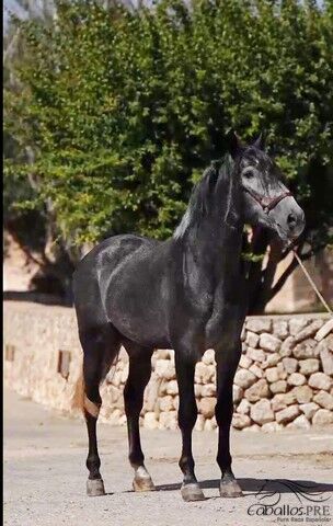 Heartbreaker - PRE Hengst - 2021 - ca. 1.66 m - angeritten, Thomas Adams (Caballos PRE), Horses For Sale, Bell, Image 4