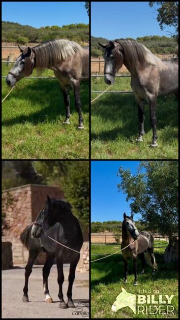 Heartbreaker - PRE Hengst - 2021 - ca. 1.66 m - angeritten, Thomas Adams (Caballos PRE), Horses For Sale, Bell, Image 8