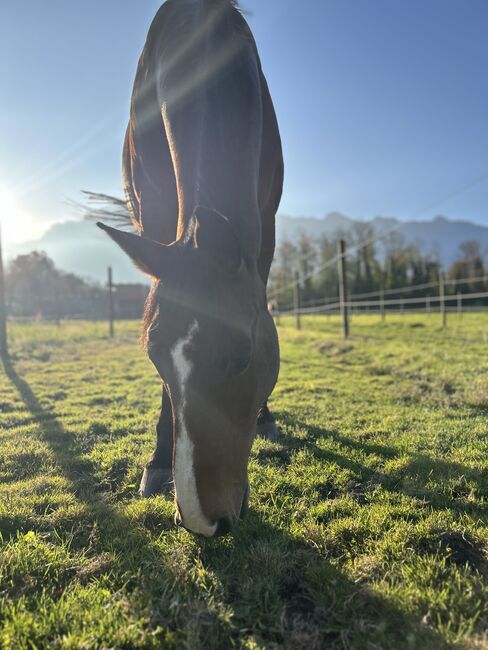 Herzensguter Wallach zu verkaufen, Anna Kofler, Horses For Sale, Vaduz, Image 5