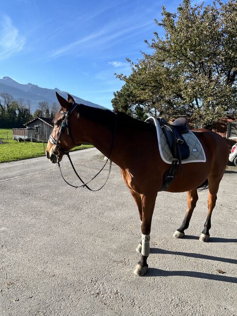 Herzensguter Wallach zu verkaufen, Anna Kofler, Horses For Sale, Vaduz, Image 3