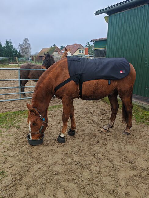 Heizdecke / Rückenwärmer mit Akku, Catago FIR-Tech Pro  Rückenwärmer Catago FIR-Tech Pro, Lisa J. , Horse Blankets, Sheets & Coolers, Güstrow