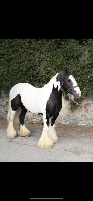 Heavy cob mare, Erin, Horses For Sale, Dublin 11